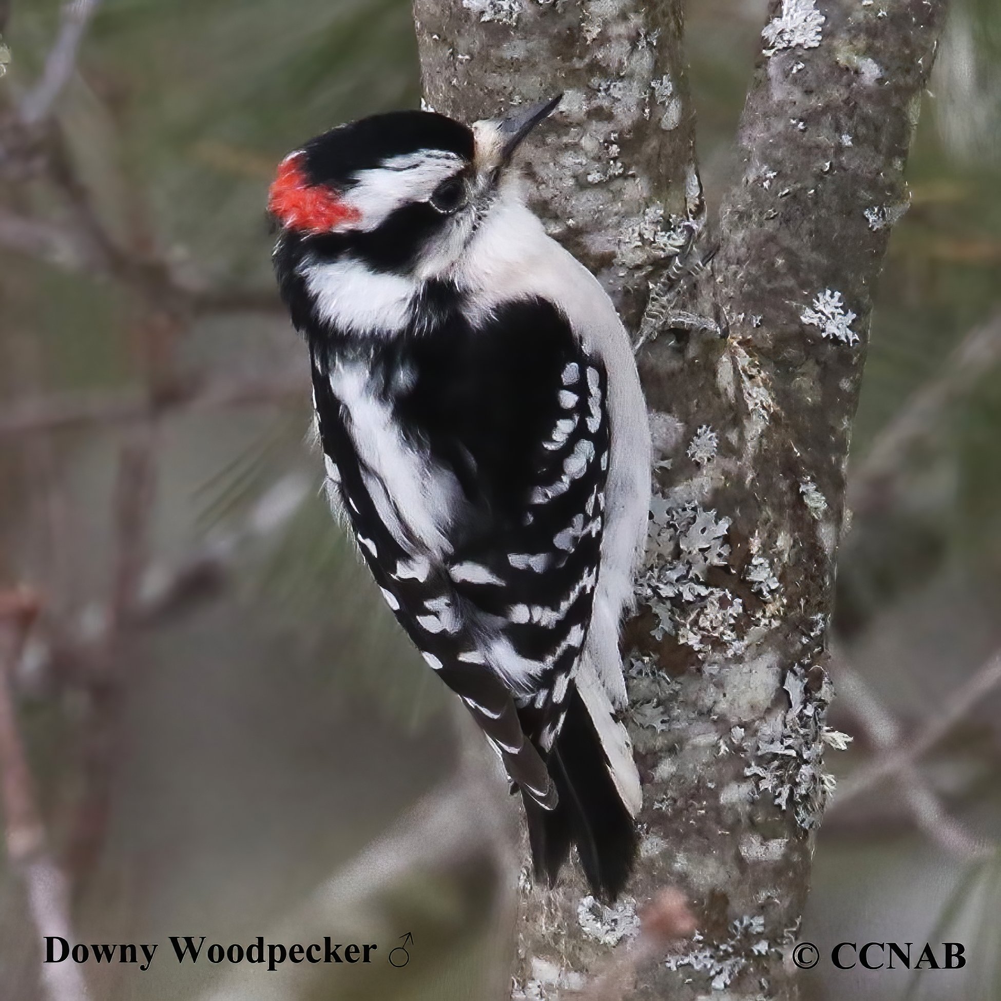 North American Woodpeckers