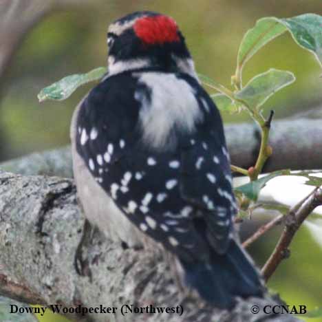Birds of North America