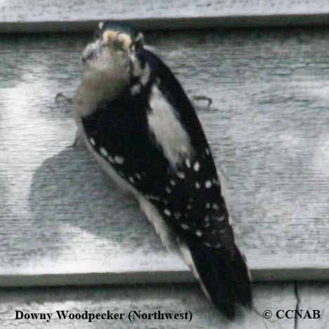 Birds of North America