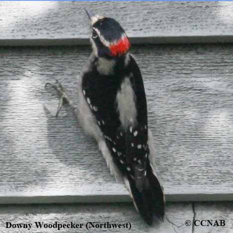 Downy Woodpecker (Pacific Northwest)