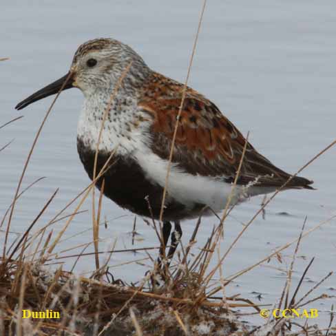 Birds of North America