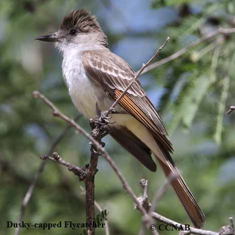 usky-capped Flycatcher