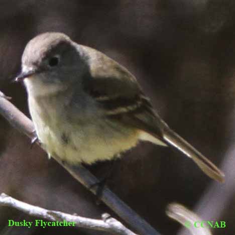 Dusky Flycatcher