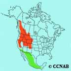 Dusky Flycatcher range map