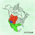 Eared Grebe range map