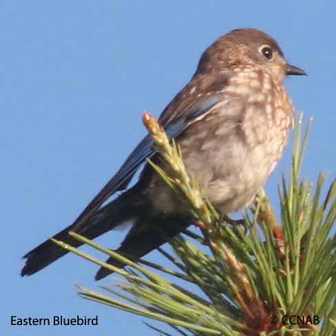 Birds of North America