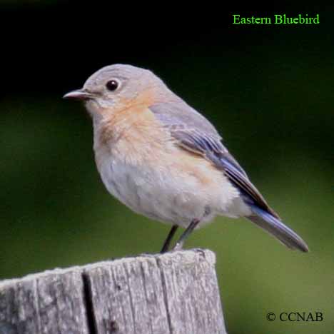 Birds of North America