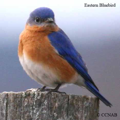 Birds of North America