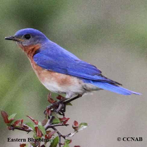 Birds of North America