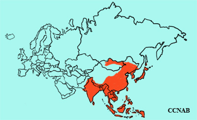 Eastern Cattle Egret range