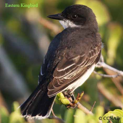 Birds of North America