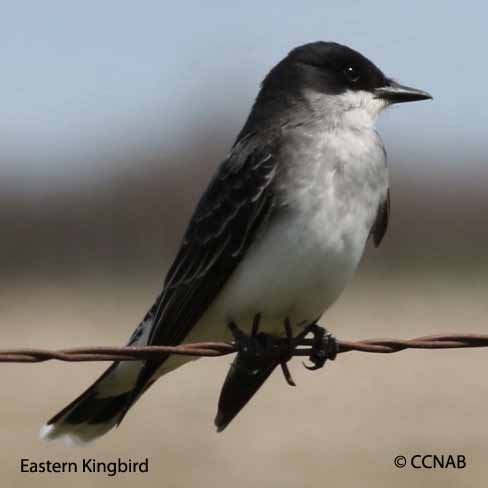 Birds of North America