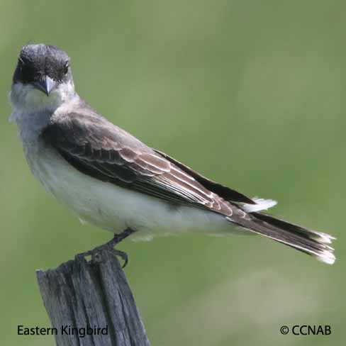 North American Kingbirds