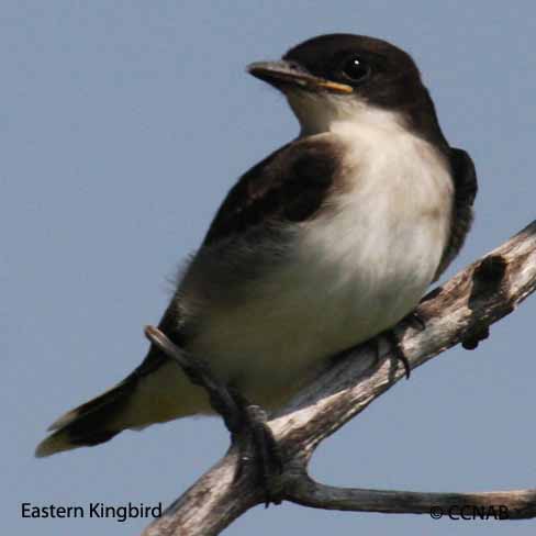 Eastern Kingbird