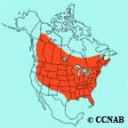 Eastern Kingbird range map