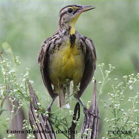Birds of North America