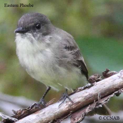 North American Phoebes