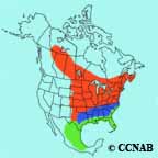 Eastern Phoebe range map