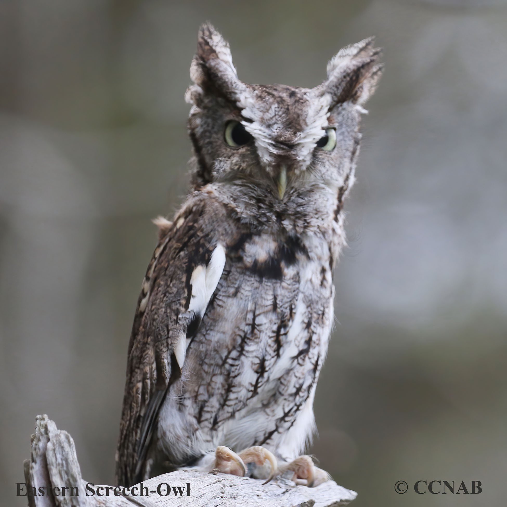 Birds of North America