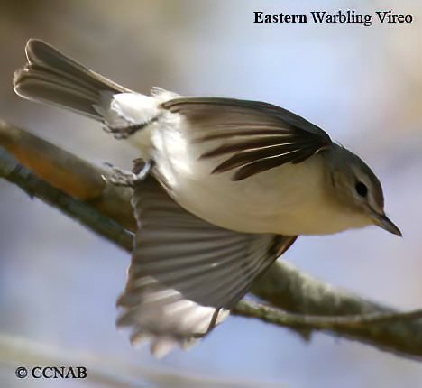 Birds of North America