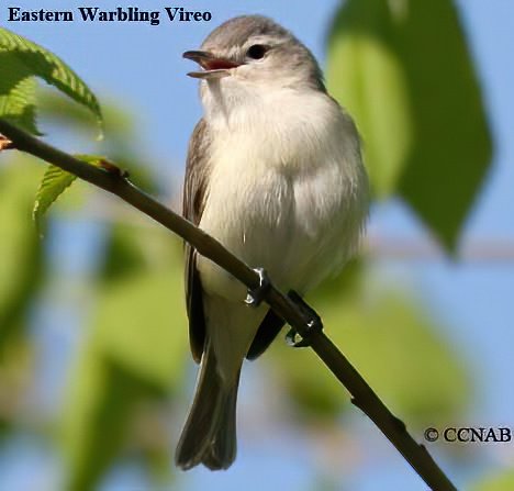 Birds of North America