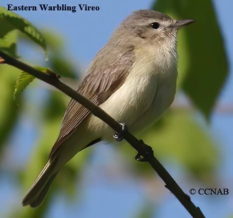 Birds of North America