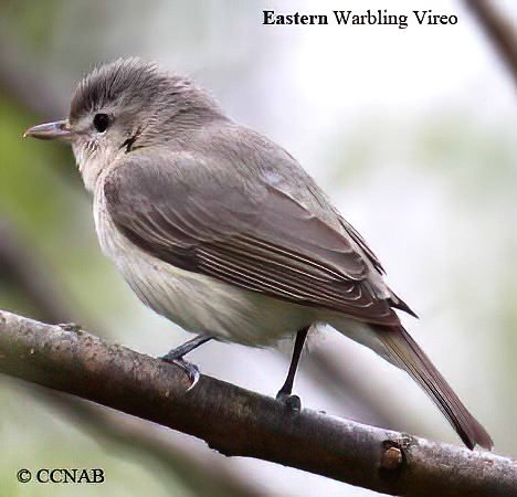 Birds of North America