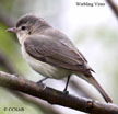 Eastern Warbling Vireo