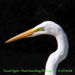 Egret Species