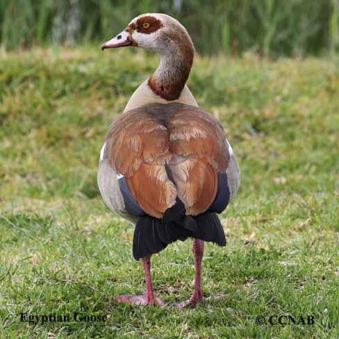 Birds of North America