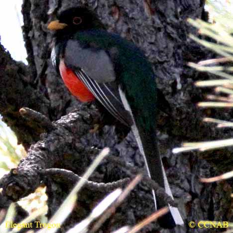 Elegant Trogon