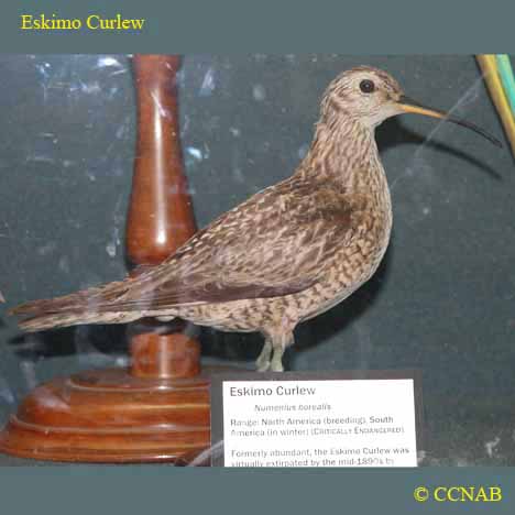 Birds of North America
