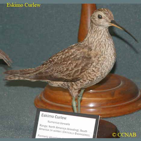 Birds of North America