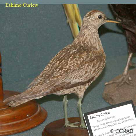 Birds of North America