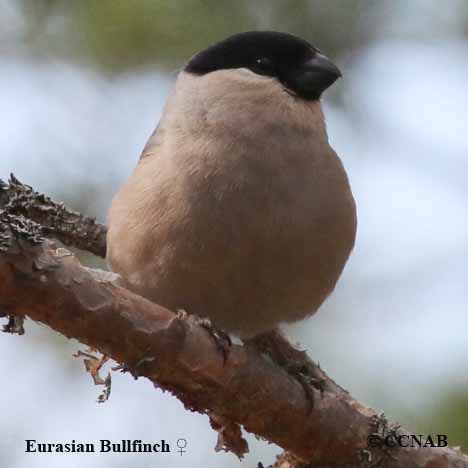 Birds of North America