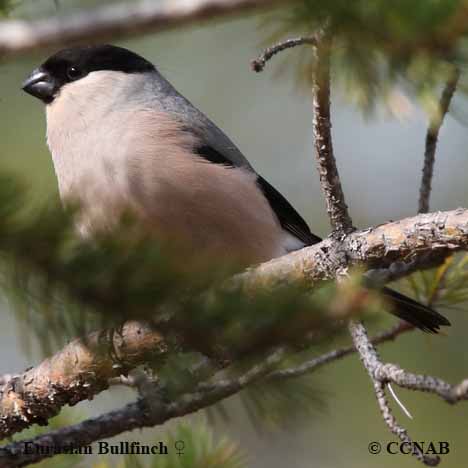 Birds of North America