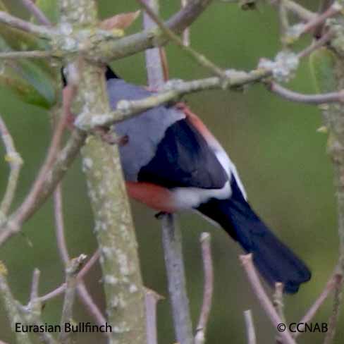 Birds of North America