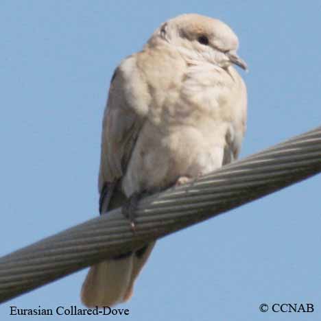 Birds of North America