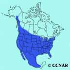 Eurasian Collared-Dove range map