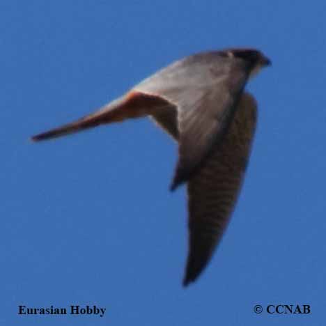 Birds of North America
