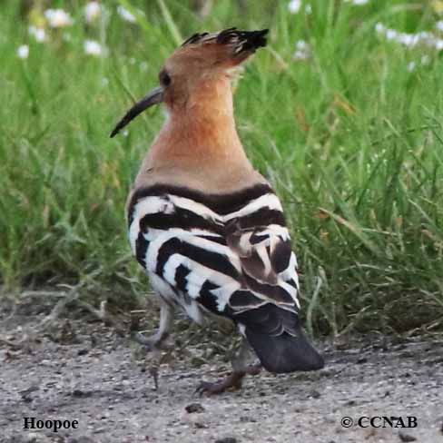 Birds of North America