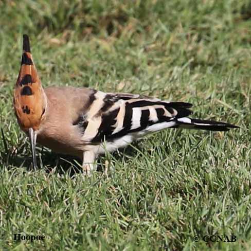 Birds of North America