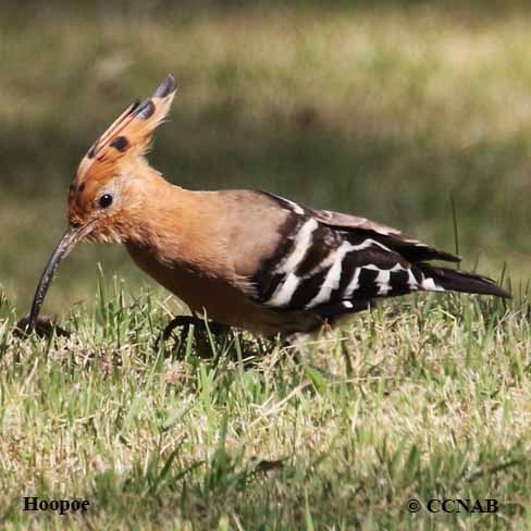 Birds of North America