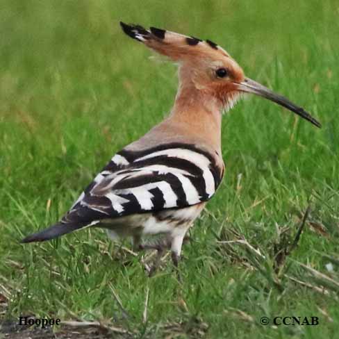 Birds of North America