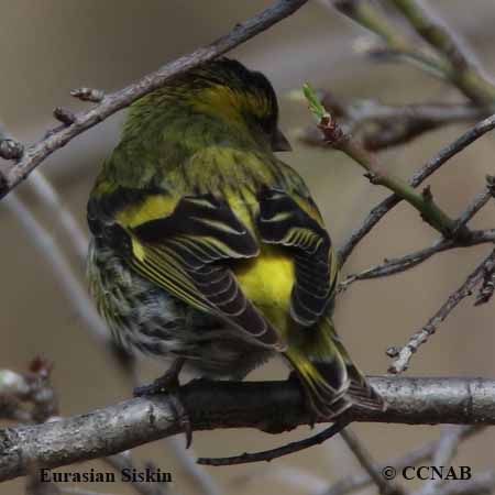 Birds of North America