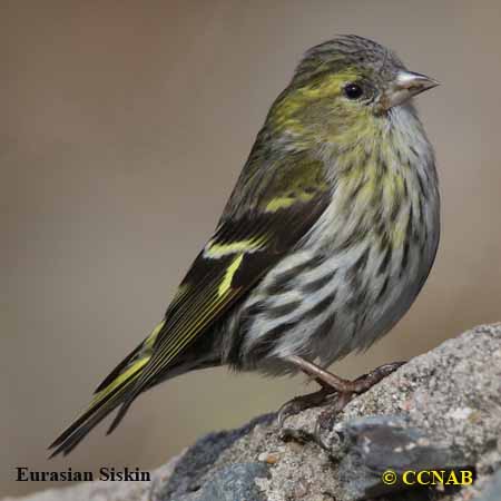 Birds of North America