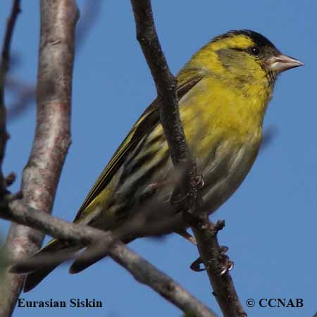 Birds of North America