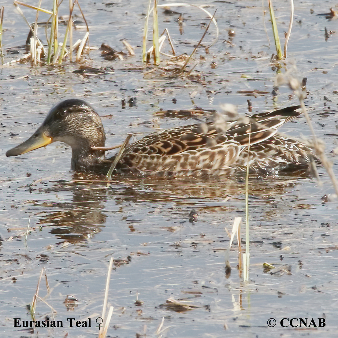Birds of North America