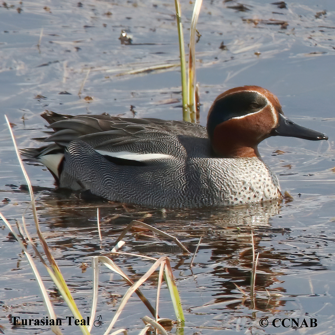 Birds of North America