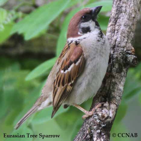 Birds of North America